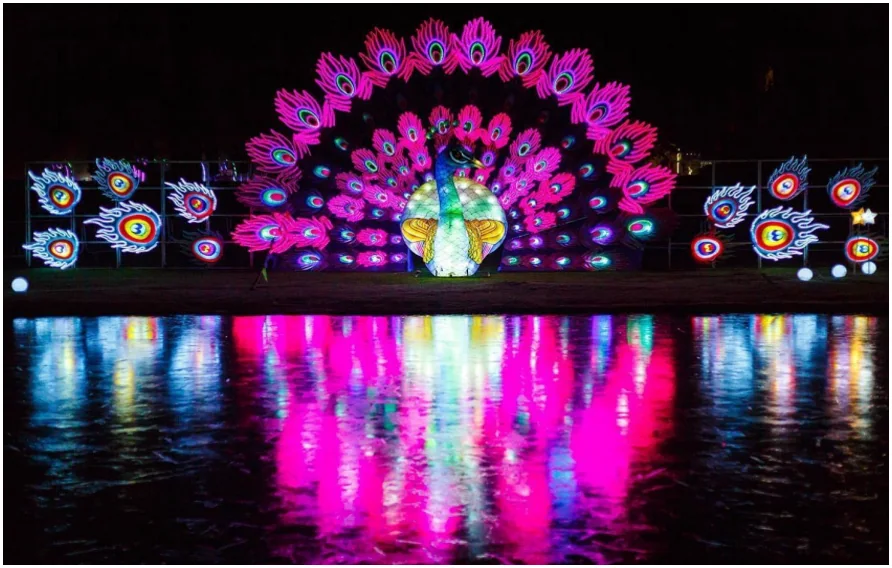 Peacock lantern display reflected across water in Birmingham